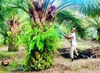 12 Provinsi Diteliti, Terungkap Penyebab Lambannya Realisasi Program PSR