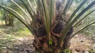 Produksi Kebun Sawit di Banten Anjlok Hingga 80 Persen