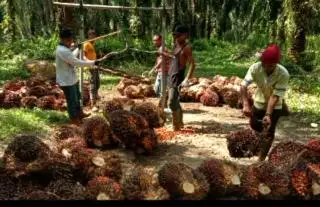Menuju Rp 20.000 Harga CPKO Hasil Tender PT KPBN Periode 30 Juli 2024