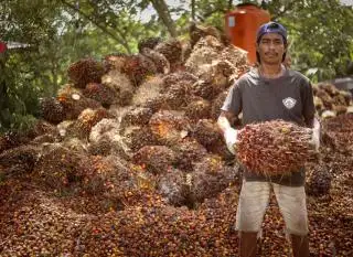 Harga TBS Sawit di Kaltim Naik Lagi, Makin Dekati Rp 3.000 Kg
