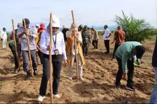 Kejar Swasembada Pangan, Lahan Sawit di Kalsel Mulai Ditanami Padi Gogo