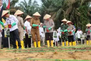 Tanam Serentak Jagung 1 Juta Hektar di Riau Dipusatkan di Kampar