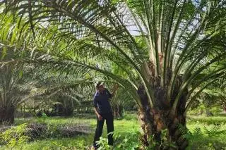 Harga Sawit Menguat, Penerimaan Pajak Riau Ikut Bergairah