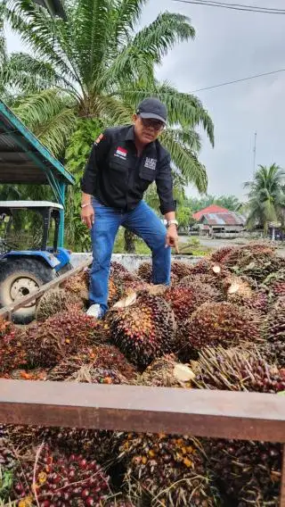 Mulai Moncer, Harga TBS Sawit di Sumbar Ditetapkan Rp 3.445,90/kg