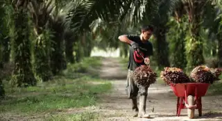 Harga TBS Sawit Mitra Swadaya di Riau Turun Tipis