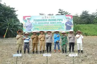 Areal Pabrik Sawit di Inhu Dimanfaatkan Jadi Ladang Jagung Pipil