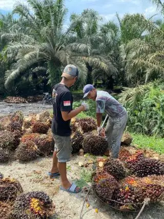 Harga Lumayan Bagus, Sayangnya Produksi Sawit di Kalbar Turun