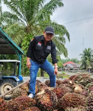 Harga TBS Sawit Sumbar Makin Kinclong, Tembus Level Rp 3.600/Kg