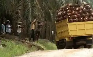 Tertinggi Rp 3.400/Kg, Berikut Daftar Harga Sawit di PKS di Babel