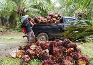 Begini Kondisi Harga TBS Petani Swadaya Terkini di 15 Sentra Sawit di Sumut