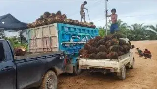 Naik Lagi, Harga TBS Sawit Jambi Dibanderol Rp 3.605,19/Kg