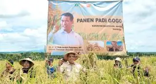 Hasil Nyata! Tanam Padi Gogo di Lahan Sawit, Petani Panen 4,2 Ton/Ha