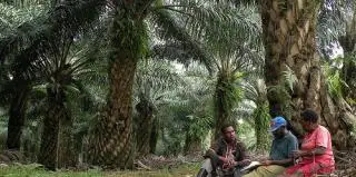 Tidak Aktif, Gapki Papua Minta Pemerintah Cabut Izin Perusahaan Sawit