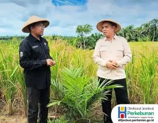 Dorong Tumpang Sari Padi Gogo dengan Sawit, Kementan Siapkan Bantuan ini