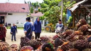 Petani Sawit Protes Potongan Timbangan di PKS, Bupati Dharmasraya Instruksikan ini