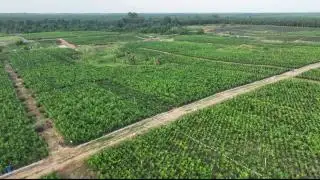 Akselerasi PSR, PTPN IV Regional III Siapkan 800 Ribu Bibit Sawit Unggul Bersertifikat