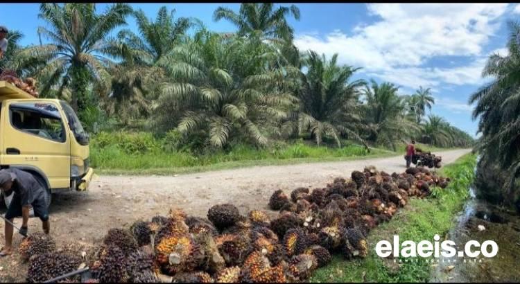 Terus Merangkak Naik, Harga Sawit Plasma Sumut Rp3.435.65/kg