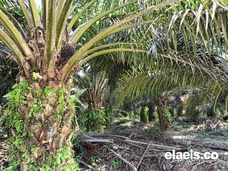 Petani Sawit di Banten Dilema, Penetapan Harga Tak Kunjung Dilaksanakan