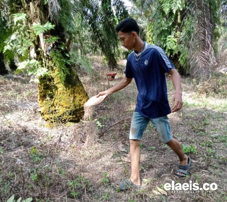 Petani Sawit Sumbar Senyum Lebar, Harga CPO Kini Rp14.453/kg