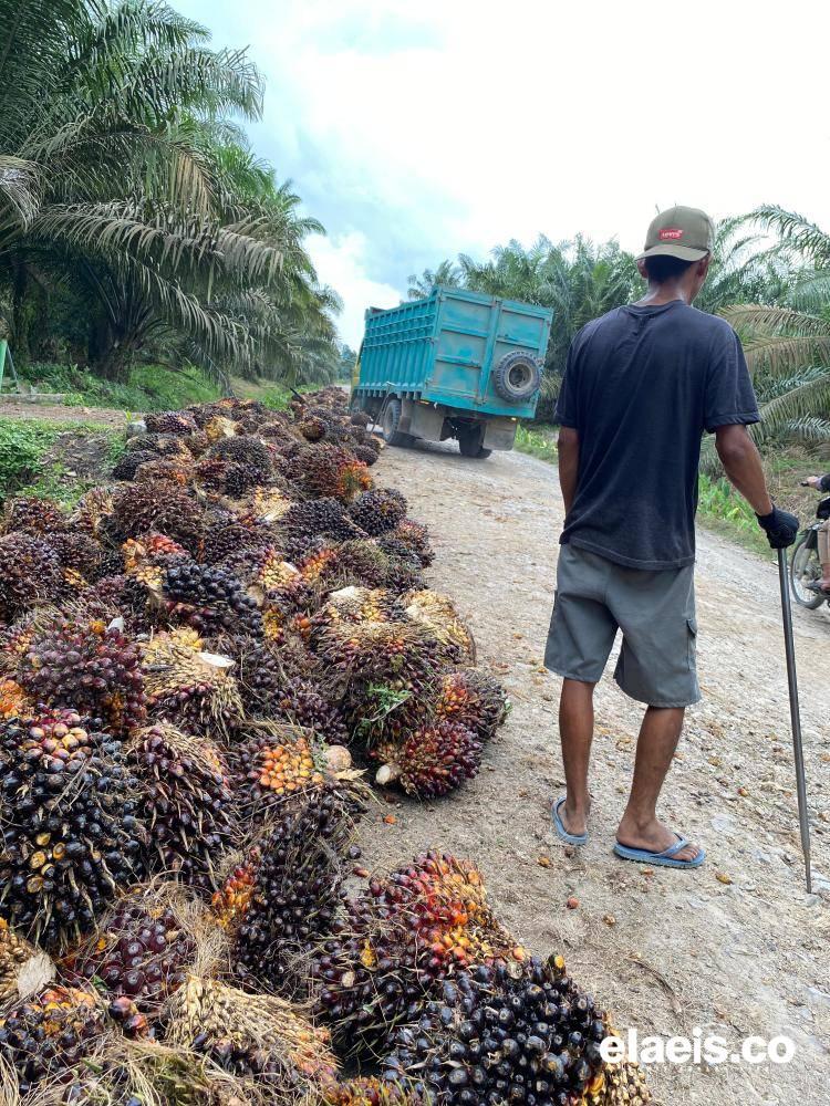 Sawit Plasma Naik, Harga Sawit Sadaya di Riau Ikut Melonjak Pekan Ini