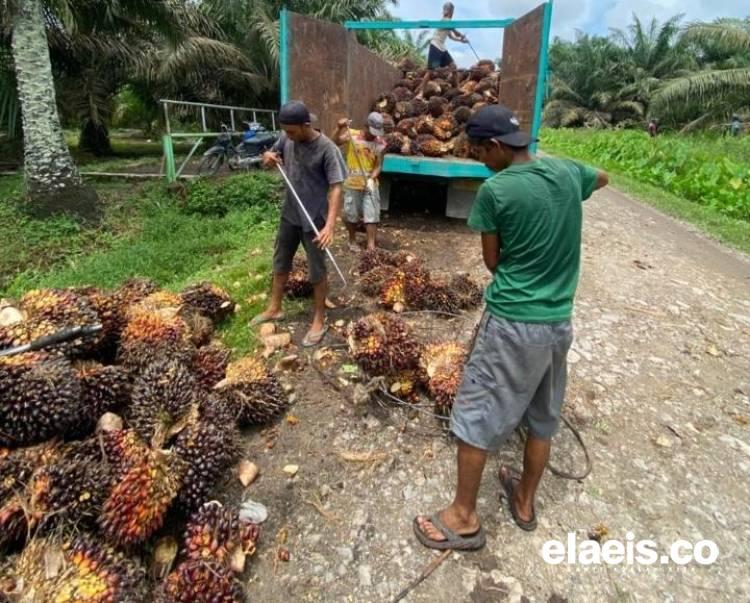 Harga CPO dan Kernel Turun, Harga Sawit Plasma Riau Ikut Jeblok