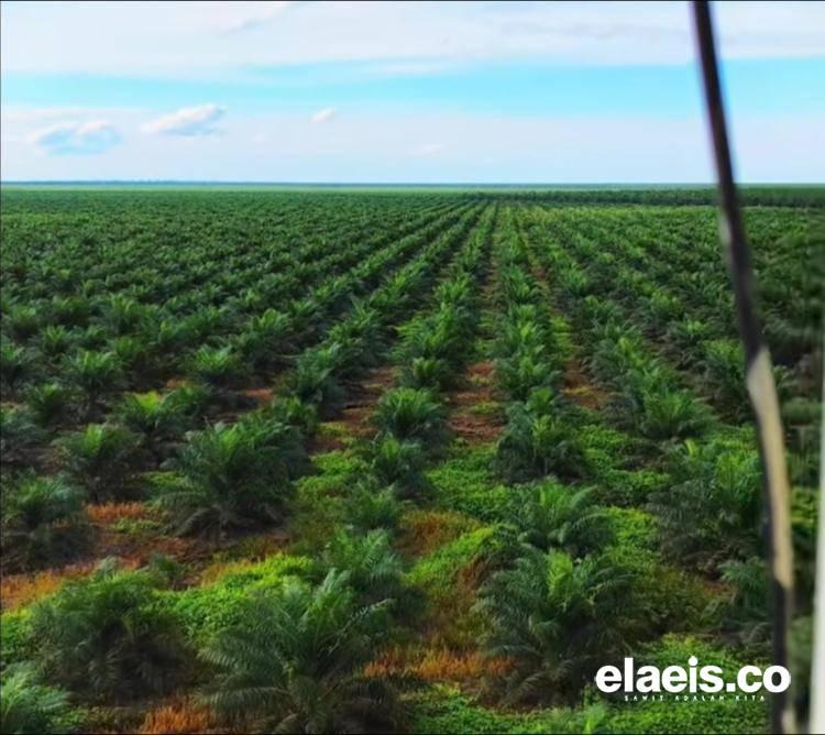 Hamparan Kebun Sawit Perusahaan Sangat Luas, Masyarakat Hanya Bisa Nonton, ETH Kaltim Bergerak!