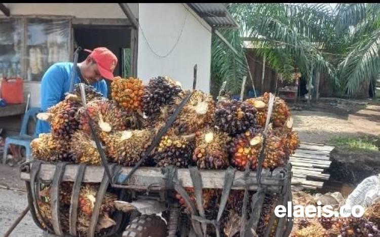 Harga Sawit Swadaya Riau Ikut Ambles Minggu Ini