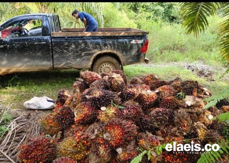 Anjlok Lagi, Kelapa Sawit Jambi dibeli Rp3.411,36/kg