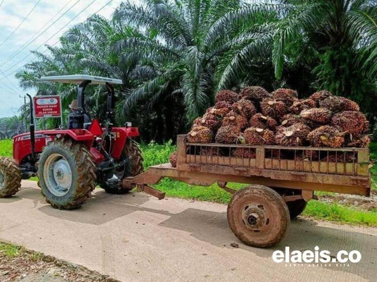 Pasokan Terancam Seret, Pasar Minyak Nabati Siap Masuk Fase Bullish 2026