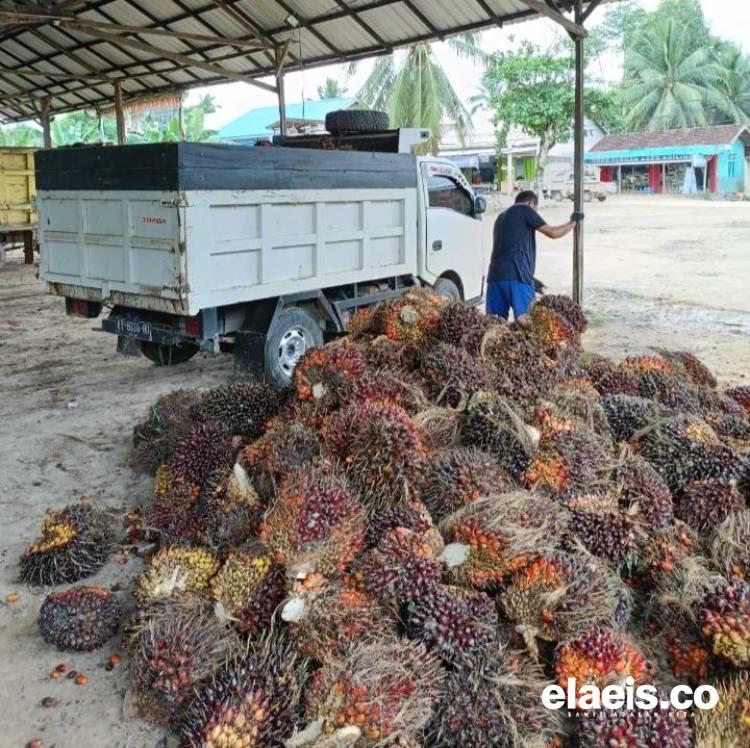 Anjlok Lagi, Harga Sawit Plasma Riau Dibeli Rp3.451,76/Kg