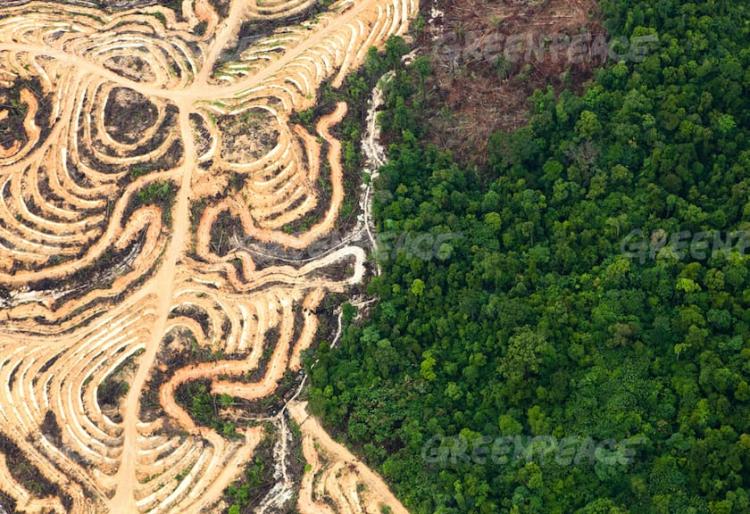 Mitos Sawit Penyebab Deforestasi Besar-Besaran, Data Global Buktikan Tidak Merusak Hutan