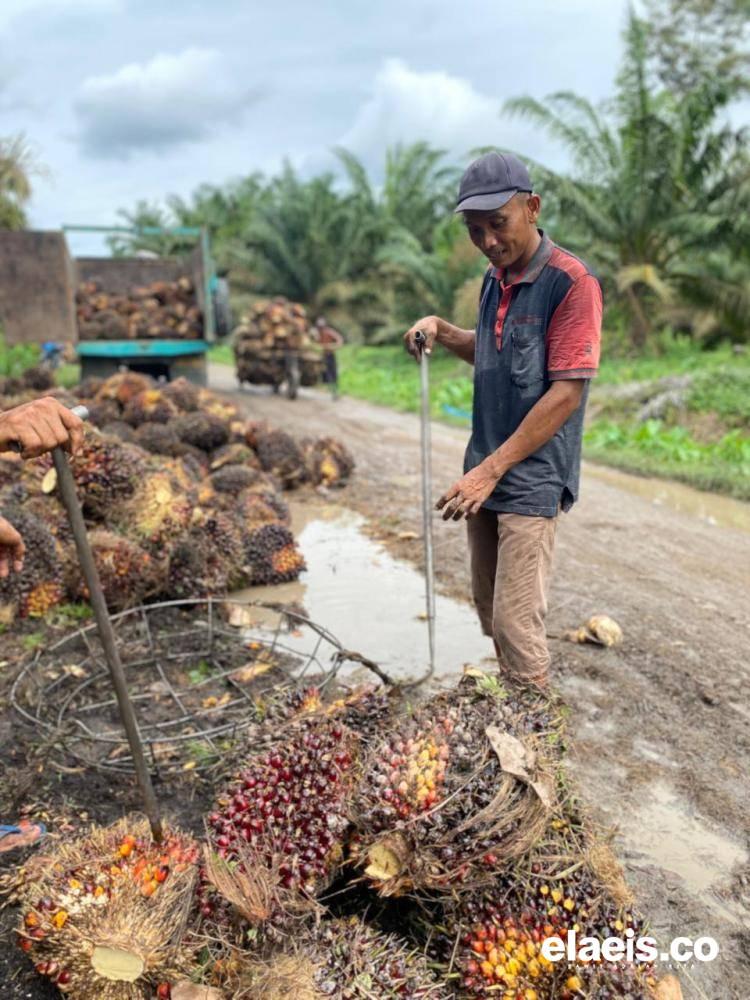 Turun Tipis, Harga Sawit Plasma Riau Jadi Rp3.460,77/kg