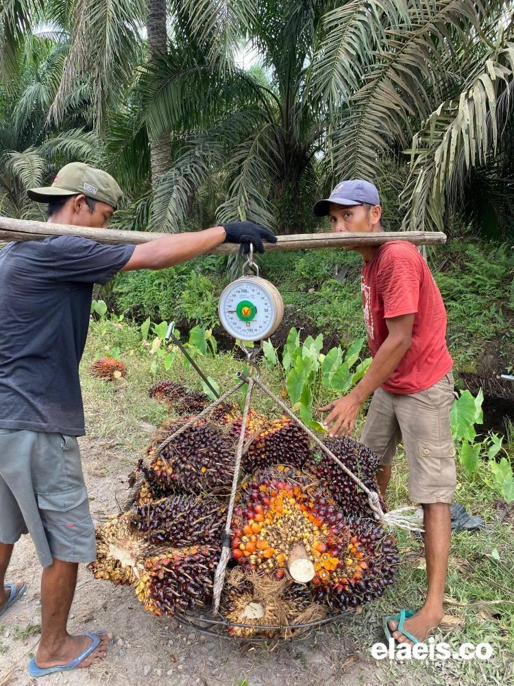 Ditengah Bencana, Harga Sawit di Sumut Naik Jadi Rp3.432,58/kg