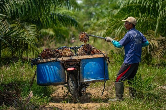 Tata Kelola Sawit Bocor di Banyak Titik, Transparansi Jadi Kunci Pembenahan
