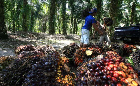 Walau Kasus Pencurian Sawit 2025 Tinggi di Kotim, Pelaku Tetap Aman karena Celah Hukum Tipiring