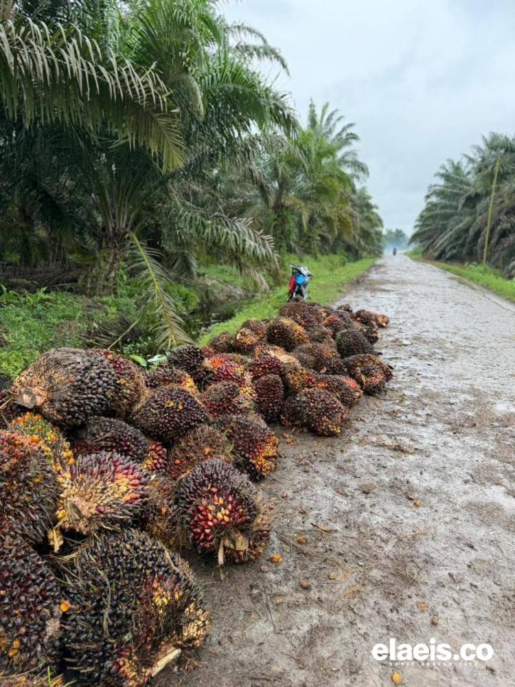 Harga Sawit Swadaya di Sumut Rata- Rata Tidak Sampai Rp3.000/kg
