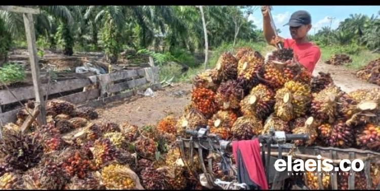 Turun Tipis, Harga Sawit Mitra Plasma Riau Rp3.677,52/kg