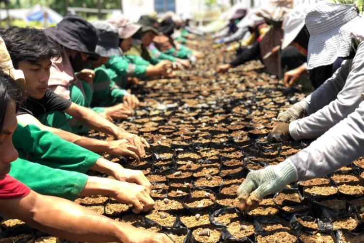 Buka Mata! Industri Sawit Ternyata Jawaban Masalah Pengangguran Desa