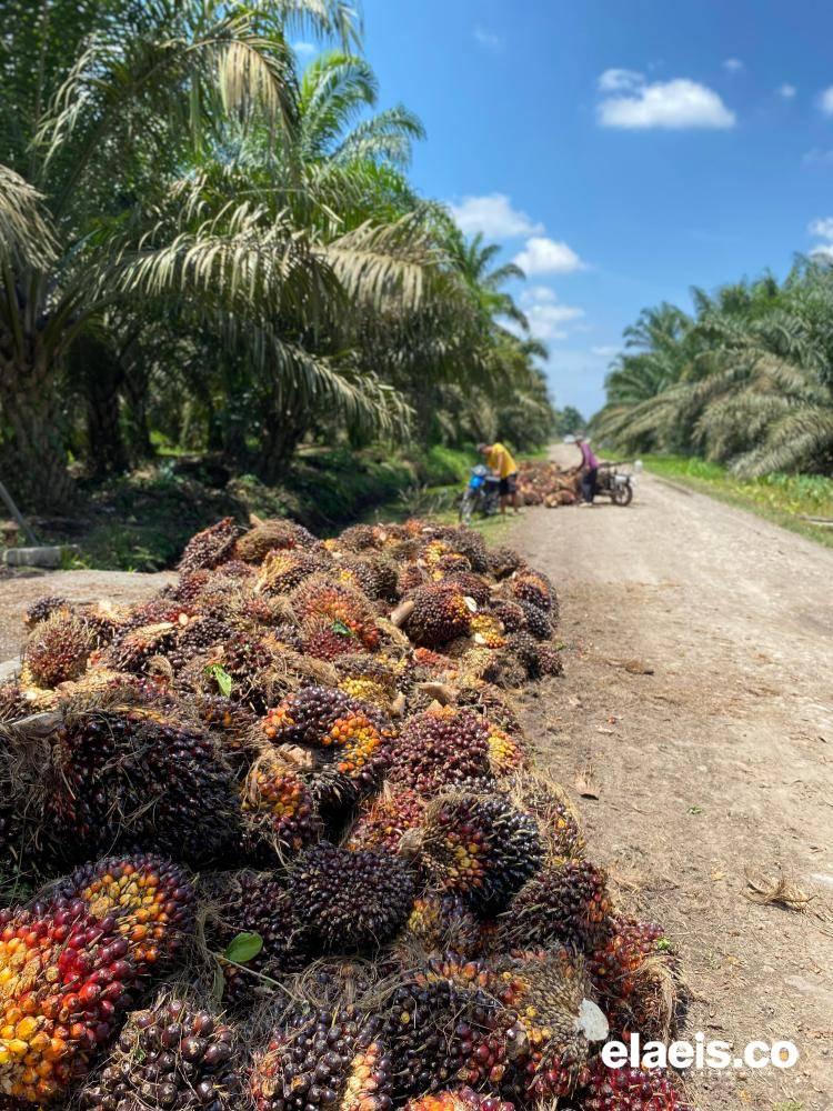Indeks K Aceh Masih 87 Persen, Petani Desak Koreksi Indeks K dan Potongan TBS