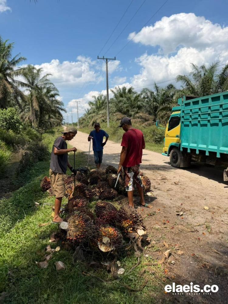 Produksi Belum Maksimal, Harga Sawit di Sumbar Malah Turun