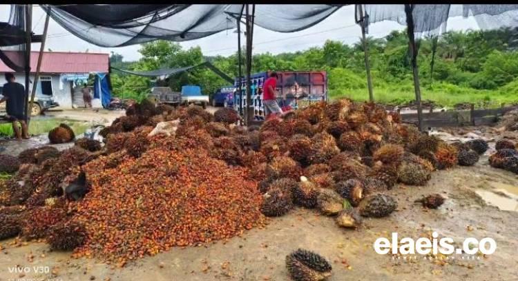 Labura Terendah, Ini Kondisi Harga Sawit Swadaya di Sumut