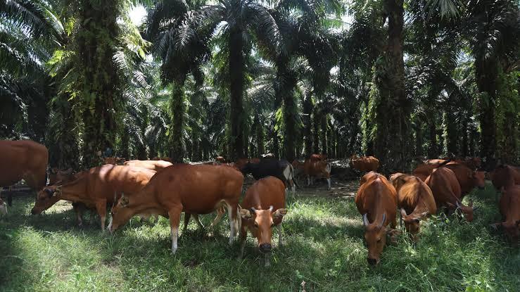 ICOP 2026 Pekanbaru Ungkap Rahasia Sawit Jadi Ladang Emas Sapi Nasional