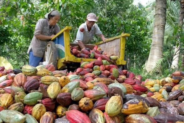 Coba 8 Trik Ini, Pohon Kakao Tua Jadi Mesin Uang Lagi