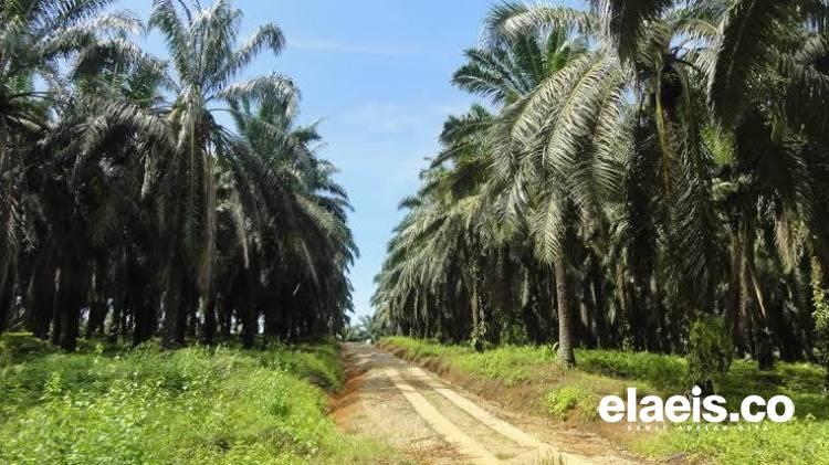 Pemda Mau Pajaki Air Hujan di Sawit, Pakar: Ini Melanggar UU