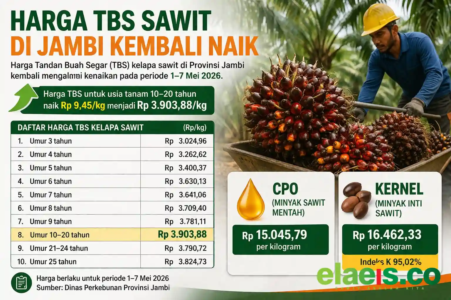 Harga TBS Sawit Jambi Gacor di Awal Bulan Mei, Tembus Rp3.903 per Kg