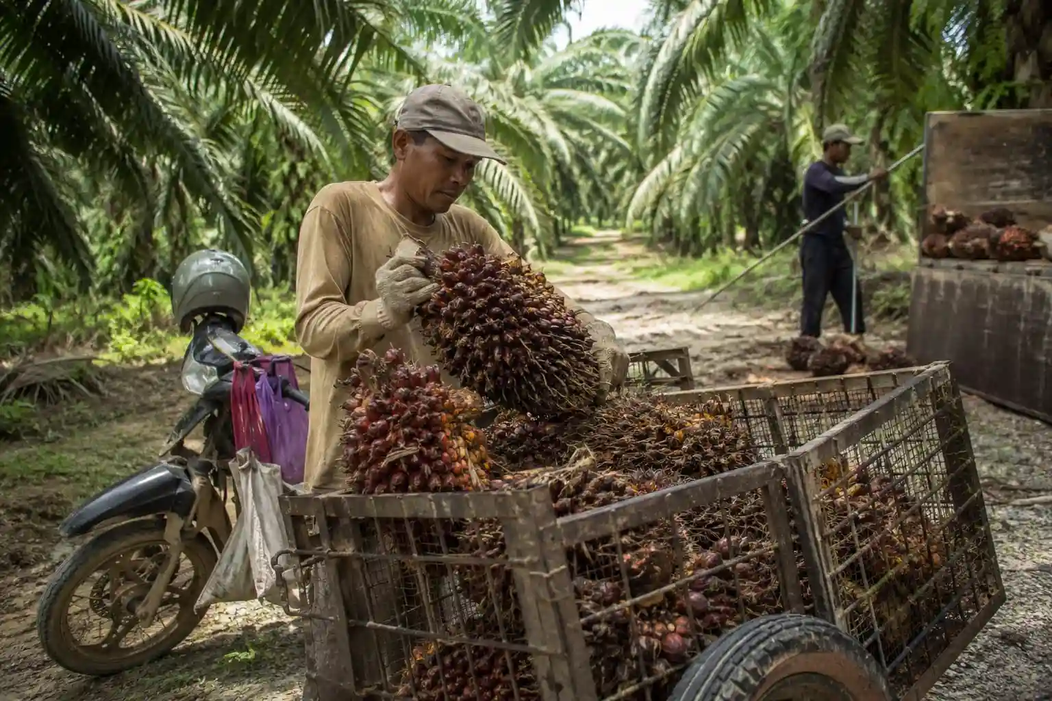 APCASI Bongkar Fakta Kejam: 40 Tahun Petani RI Jadi 'Budak Tengkulak' di Ladang Sendiri!