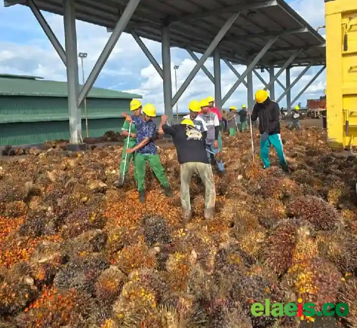 PKS Tanpa Kebun Bisa Jadi Penyelamatan Petani Swadaya