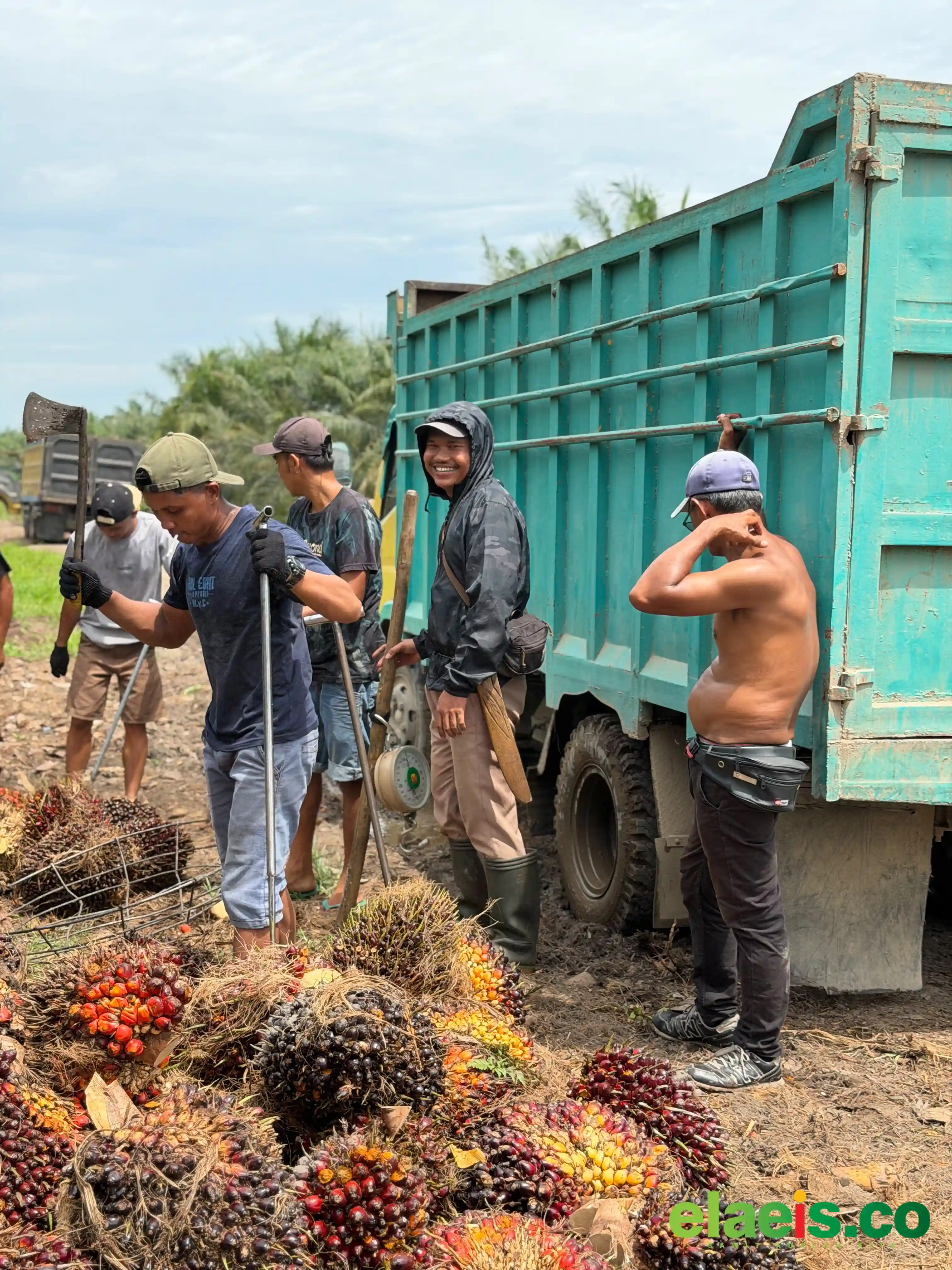 Periode Pertama Juni, Harga Sawit Sumsel Rp3.592,07/kg