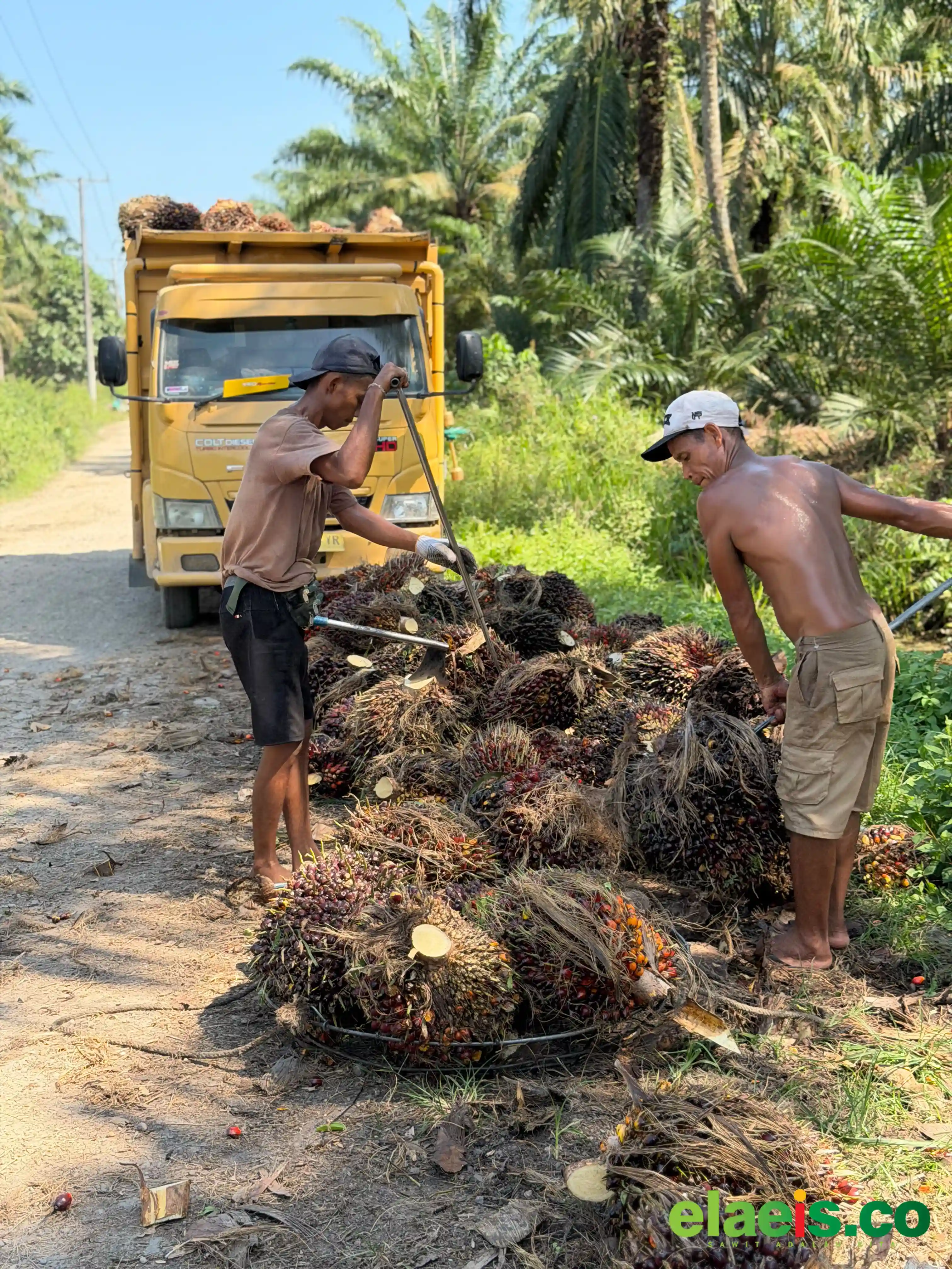 Stabil, Harga Kelapa Sawit Plasma Sumut Rp3.882,99/kg