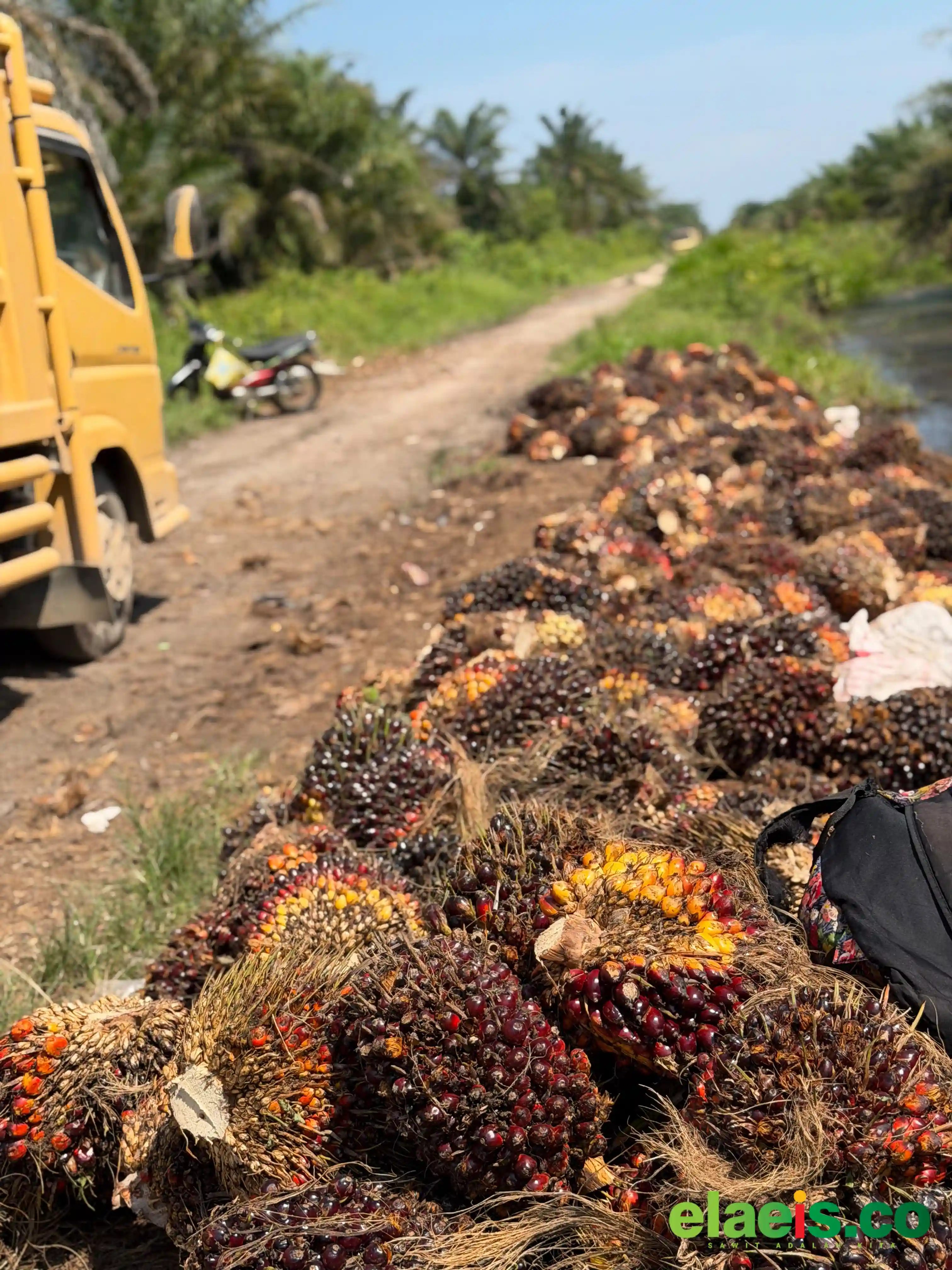 Penerapan Harga Sawit di Bawah Rp3.000/kg Adalah Pidana